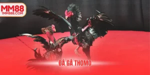 Người chơi làm quen với kèo cơ bản